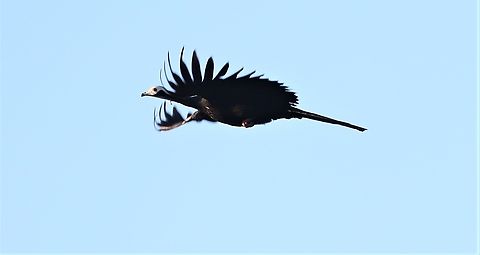 Blue-throated Piping Guan in flight This low flying Guan passed just to the side coming on sunset. Blue-throated piping guan,Mato Grosso,Pantanal,Pipile cumanensis,Pouso Alegre