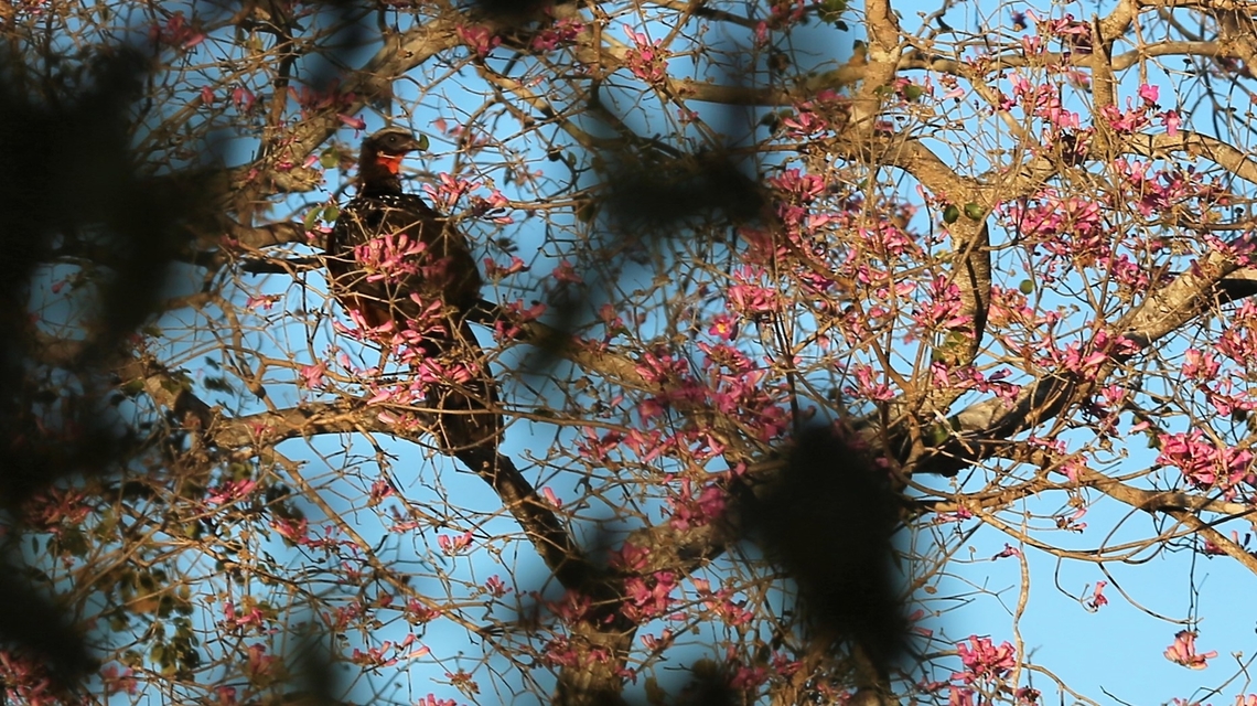 Chestnut-bellied Guan in Pink Trumpet Tree The pale eyebrow and white-streaked back are the key identifiers. Chestnut-bellied guan,Mato Grosso,Pantanal,Penelope ochrogaster,Pouso Alegre