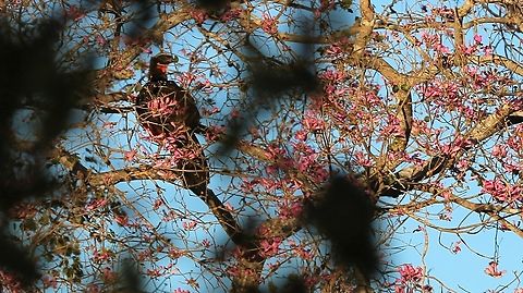 Chestnut-bellied Guan in Pink Trumpet Tree The pale eyebrow and white-streaked back are the key identifiers. Chestnut-bellied guan,Mato Grosso,Pantanal,Penelope ochrogaster,Pouso Alegre