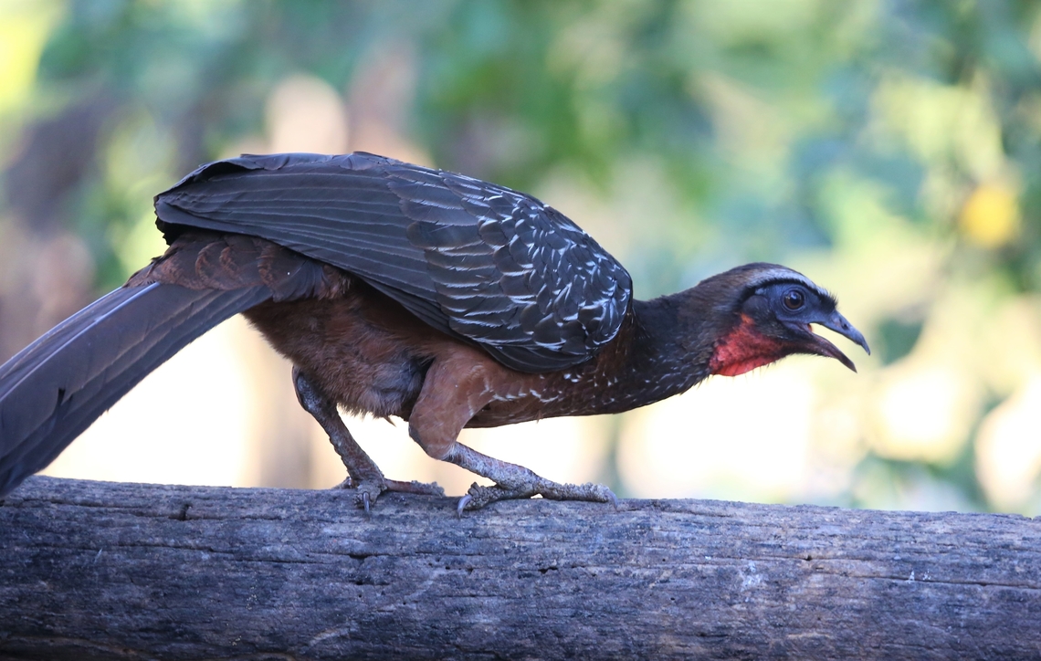 Chestnut-bellied Guan Note white steaked back and white stripe above eye. Chestnut-bellied guan,Mato Grosso,Pantanal,Penelope ochrogaster,Pouso Alegre