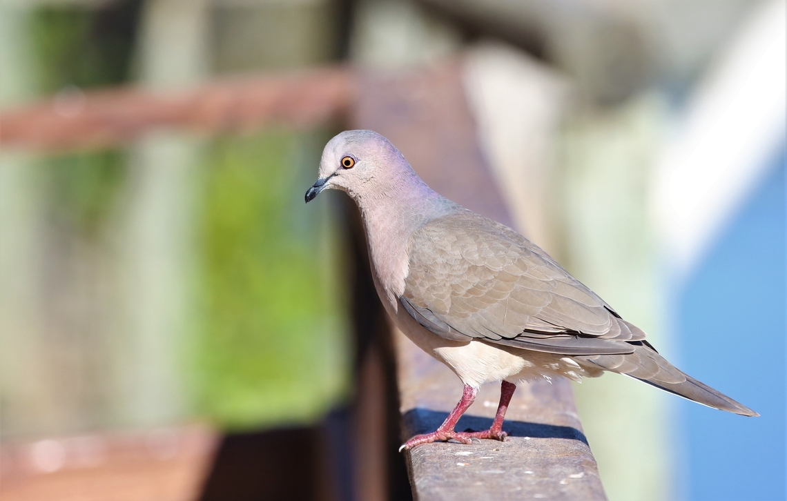White-tipped Dove, Brazil  Leptotila verreauxi,White-tipped Dove