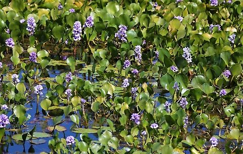 Anchored Water Hyacinth Quite noticeable along the transpantaneira along with P. crassipes. Anchored water hyacinth,Mato Grosso,Pantanal,Pontederia azurea,Transpantaneira highway