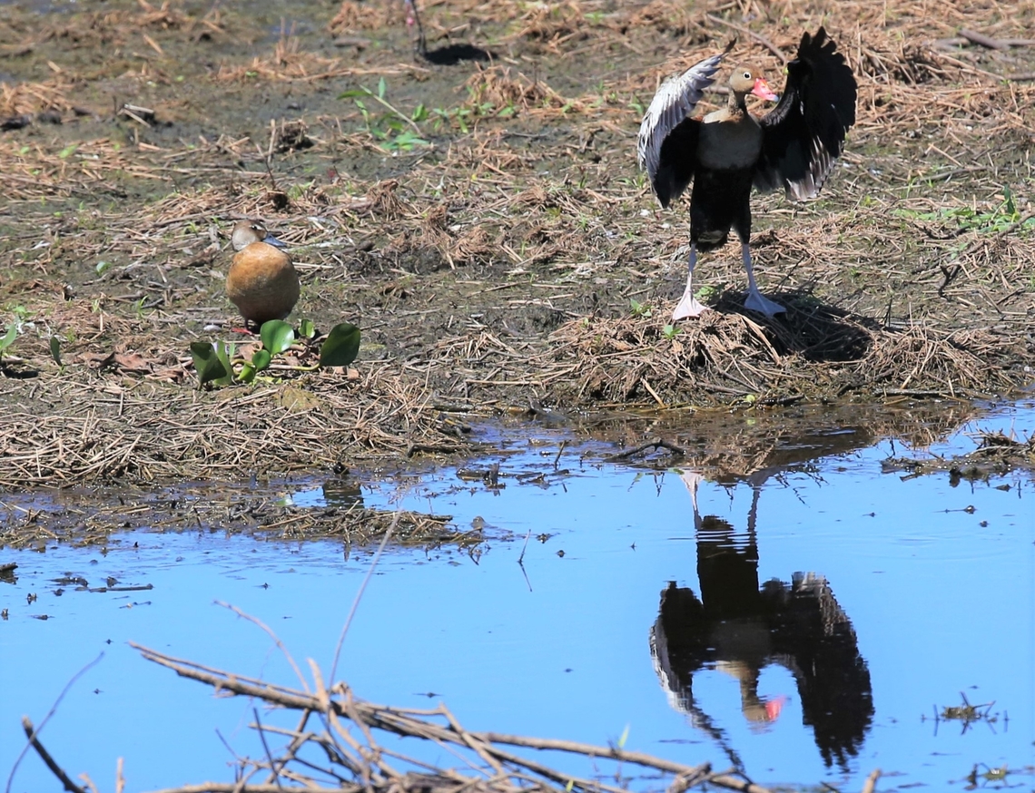 Brazilian Teal, Duck & Drake Seen from the highway on the way down to Porto Jofre. Amazonetta brasiliensis,Brazilian teal,Mato Grosso,Pantanal,Transpantaneira highway