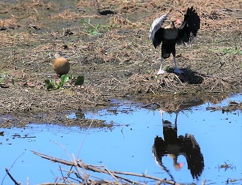 Brazilian Teal, Duck & Drake Seen from the highway on the way down to Porto Jofre. Amazonetta brasiliensis,Brazilian teal,Mato Grosso,Pantanal,Transpantaneira highway