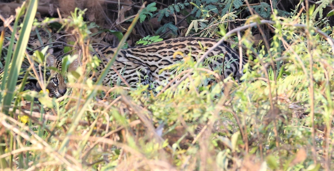 Ocelot in daylight having just crossed the Transpantaneira Highway Spotted crossing the Transpantaneira Highway, now just in the scrub besides it. Leopardus pardalis,Mato Grosso,Ocelot,Pantanal,Transpantaneira highway