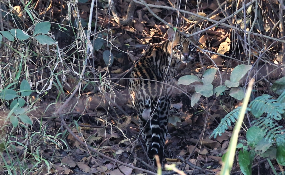 Ocelot besides the Transpantaneira Highway Slinking away from the roadside Leopardus pardalis,Mato Grosso,Ocelot,Pantanal,Transpantaneira highway