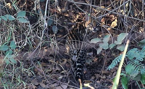 Ocelot besides the Transpantaneira Highway Slinking away from the roadside Leopardus pardalis,Mato Grosso,Ocelot,Pantanal,Transpantaneira highway