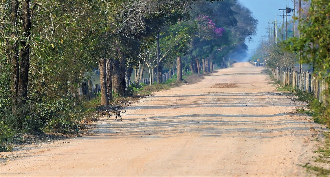 Ocelot crossing the Transpantaneira Highway in broad daylight I&#039;ve had luck with Ocelots - for the 2nd time a daylight encounter, here crossing the Transpantaneira, the others were looking at the trees. Leopardus pardalis,Mato Grosso,Ocelot,Pantanal,Transpantaneira highway