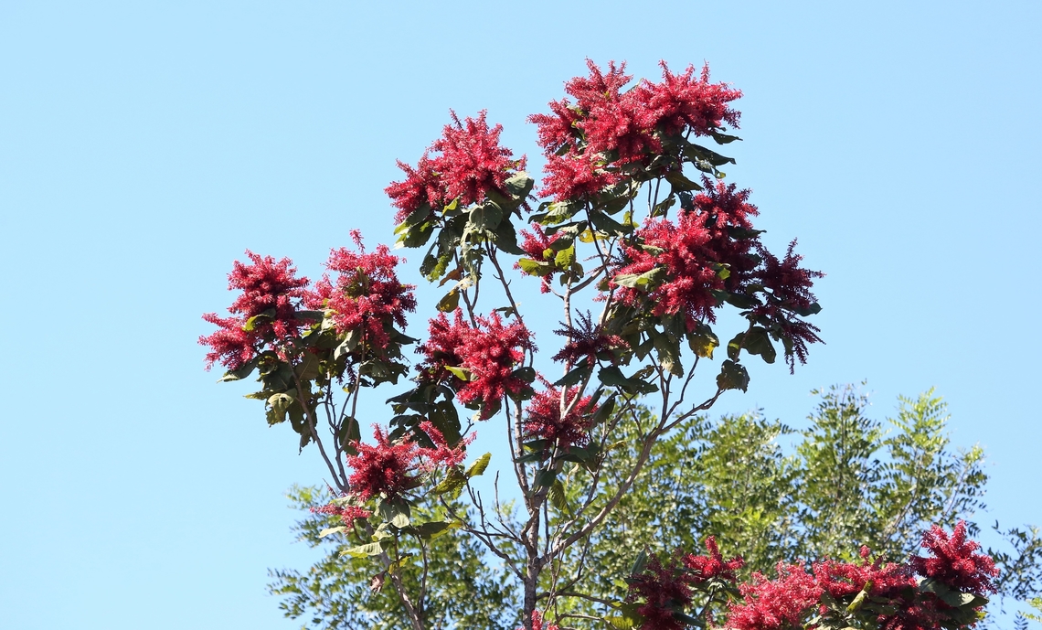 Ant Tree, Red flowered The tree has a mutualistic relationship with its ants.  The tree provides sustenance for the ants and the ants defend the tree from attack.  The ant bites are fairly painful. Ant tree,Mato Grosso,Pantanal,Transpantaneira highway,Triplaris americana