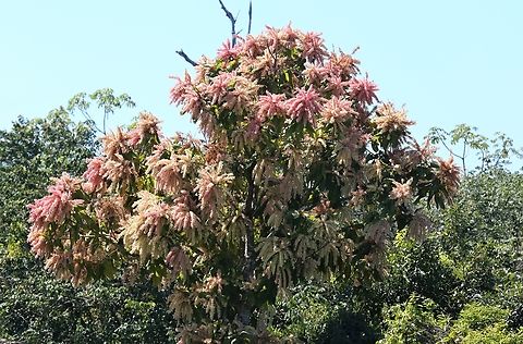 Ant Tree One that you shouldn't rub up against as it produces feed for ants that live within it and they are aggressive, venomous and defend the tree against attack.  Seen all over the Pantanal with pink, white and red flowers. Ant tree,Mato Grosso,Pantanal,Transpantaneira highway,Triplaris americana