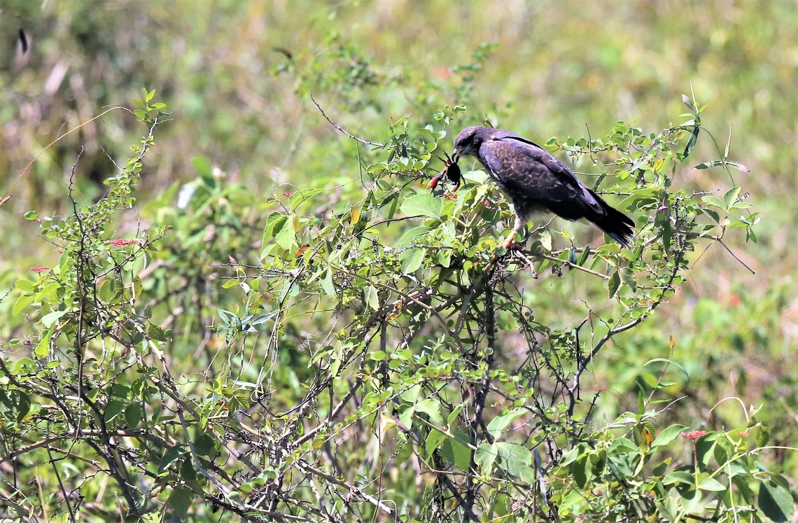 South American Freshwater Crab, a meal for a Snail Kite Snail kite just flew in with this, a change from the usual Apple Snails, which are a major support for the eco-system. Amazon freshwater crab,Dilocarcinus pagei,Mato Grosso,Pantanal,Rostrhamus sociabilis,Snail Kite,South American Freshwater Crab,Transpantaneira highway