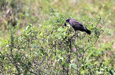 South American Freshwater Crab, a meal for a Snail Kite Snail kite just flew in with this, a change from the usual Apple Snails, which are a major support for the eco-system. Amazon freshwater crab,Dilocarcinus pagei,Mato Grosso,Pantanal,Rostrhamus sociabilis,Snail Kite,South American Freshwater Crab,Transpantaneira highway