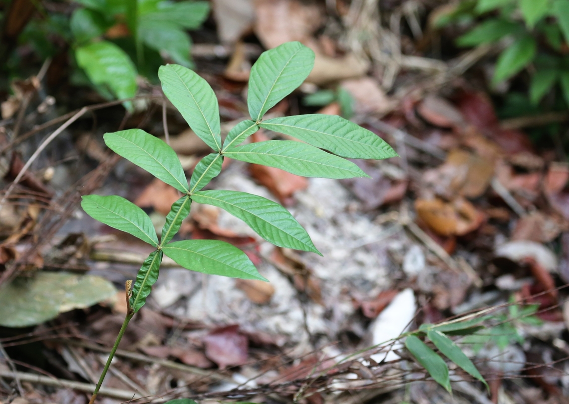 Inga urugüensis Medium sized evergreen tree - here a seedling.  Seen at Pouso Alegre too.<br />
See &quot;floodable forest&quot;       <a href="https://www.pousoalegrepantanal.com/pantanal-vegetation" rel="nofollow">https://www.pousoalegrepantanal.com/pantanal-vegetation</a><br />
<a href="https://accrux.wordpress.com/2008/12/27/inga-inga-inga-uruguensis-4/" rel="nofollow">https://accrux.wordpress.com/2008/12/27/inga-inga-inga-uruguensis-4/</a><br />
 Fazenda Sao Nicolau,Inga urugüensis,Inga urugüensis,Mato Grosso,Pantanal,Pouso Alegre,Rio Juruena