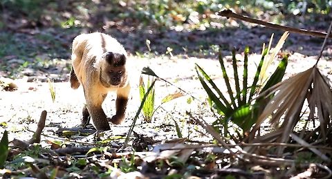 Black-striped Capuchin After the Tufted Capuchins further North, nice to see a documented tool user. Black-striped capuchin,Mato Grosso,Pantanal,Pouso Alegre,Sapajus libidinosus