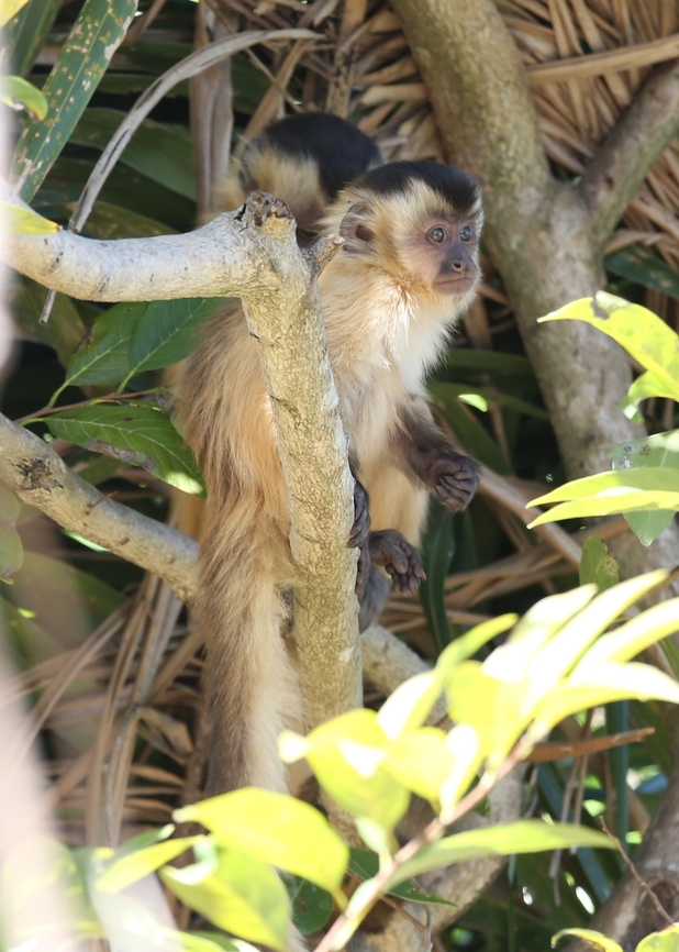 Black-striped Capuchin A tool user. Black-striped capuchin,Mato Grosso,Pantanal,Pouso Alegre,Sapajus libidinosus