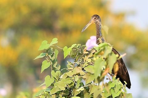 Limpkin by Transpantaneira Highway Shy limpkin, close-by the main highway Aramus guarauna,Limpkin,Mato Grosso,Pantanal,Transpantaneira highway