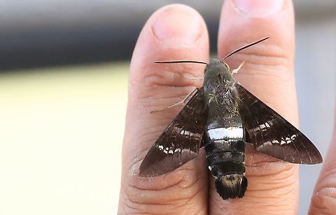 Fadus Sphinx This sphinx moth flew onto our truck and picked our guide, Raul, to land on. Aellopos fadus,Fadus sphinx,Mato Grosso,Pantanal,Transpantaneira highway