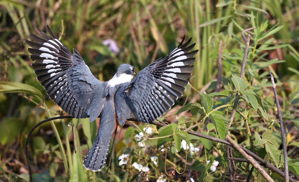 Ringed Kingfisher landing  Mato Grosso,Megaceryle torquata,Pantanal,Ringed Kingfisher,Transpantaneira highway