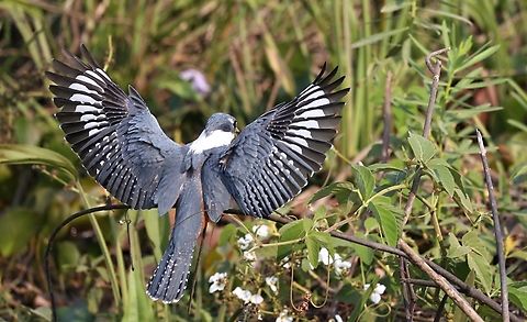 Ringed Kingfisher landing  Mato Grosso,Megaceryle torquata,Pantanal,Ringed Kingfisher,Transpantaneira highway