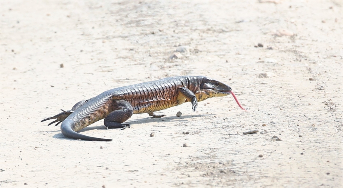 Matipu Tegu attempting to cross highway Tegu changing its mind about crossing the highway. Matipu Tegu,Mato Grosso,Pantanal,Transpantaneira highway,Tupinambis matipu