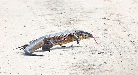 Matipu Tegu attempting to cross highway Tegu changing its mind about crossing the highway. Matipu Tegu,Mato Grosso,Pantanal,Transpantaneira highway,Tupinambis matipu