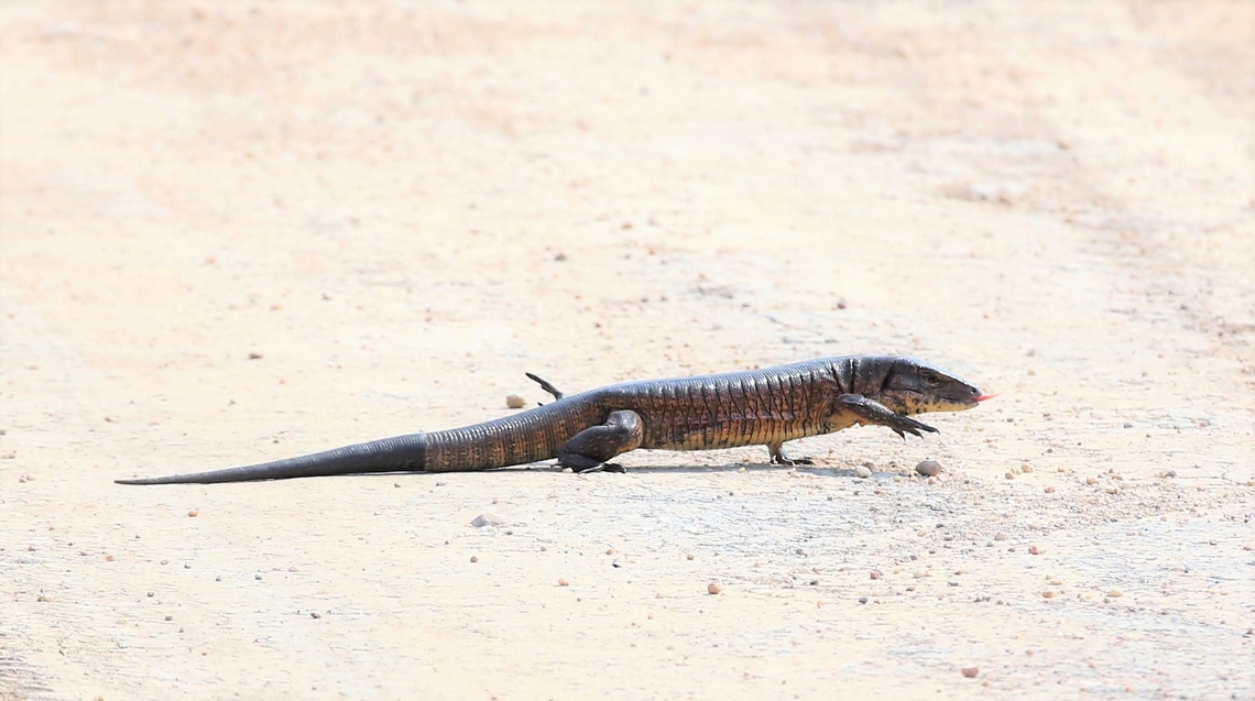 Matipu Tegu This tegu set off across the highway, then decided against it. Matipu Tegu,Mato Grosso,Pantanal,Transpantaneira highway,Tupinambis matipu