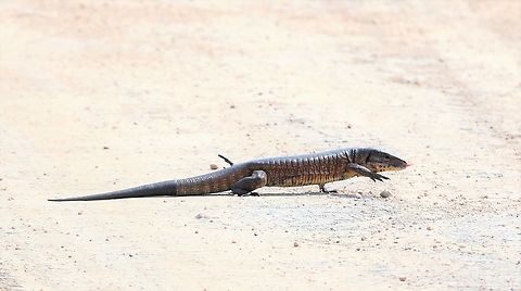 Matipu Tegu This tegu set off across the highway, then decided against it. Matipu Tegu,Mato Grosso,Pantanal,Transpantaneira highway,Tupinambis matipu