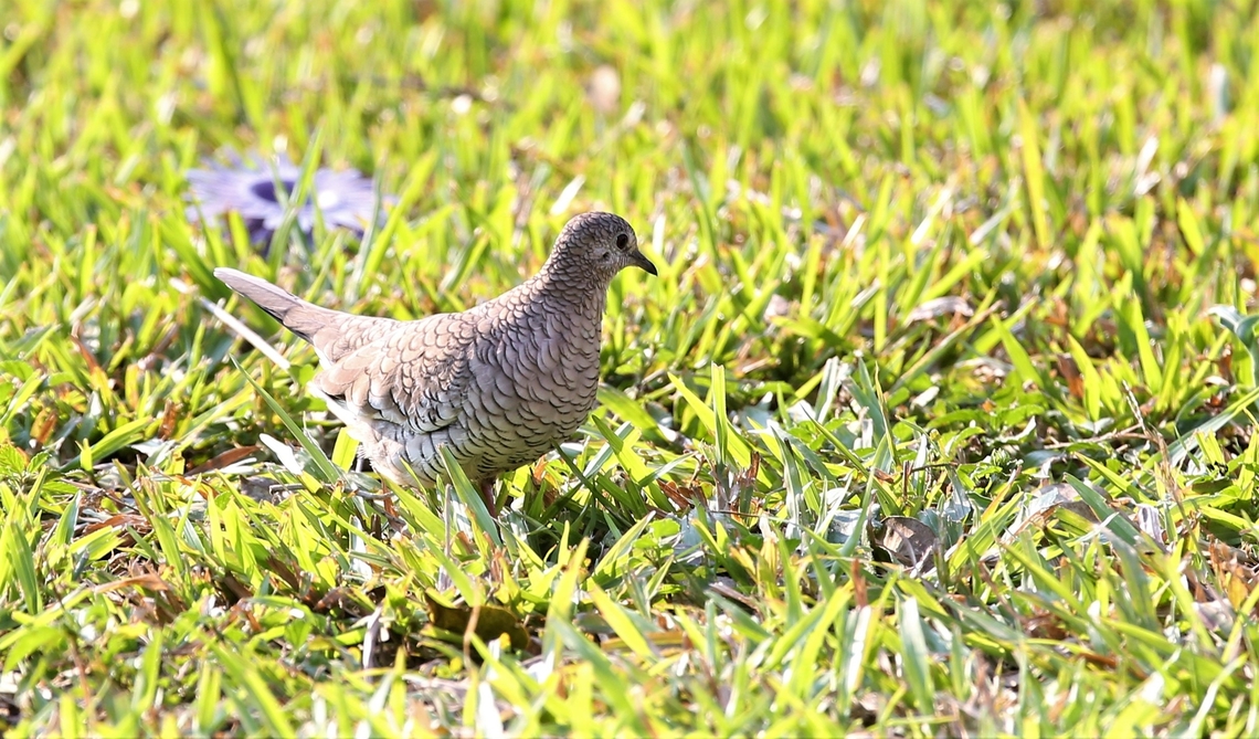 Scaled Dove Many Scaled &amp; Ruddy Ground Doves around this lodge Columbina squammata,Mato Grosso,Pantanal,Rio Pixaim,Scaled dove,Southwild Pantanal Lodge