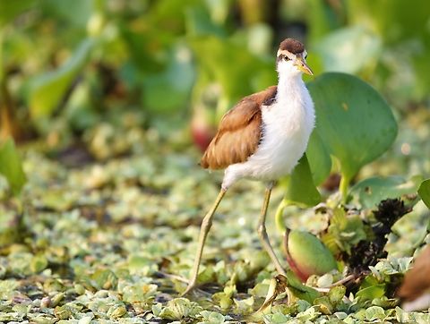 Juvenile Wattled Jacana Wonderful, young lily-trotter! Jacana jacana,Mato Grosso,Pantanal,Southwild Pantanal Lodge,Wattled Jacana