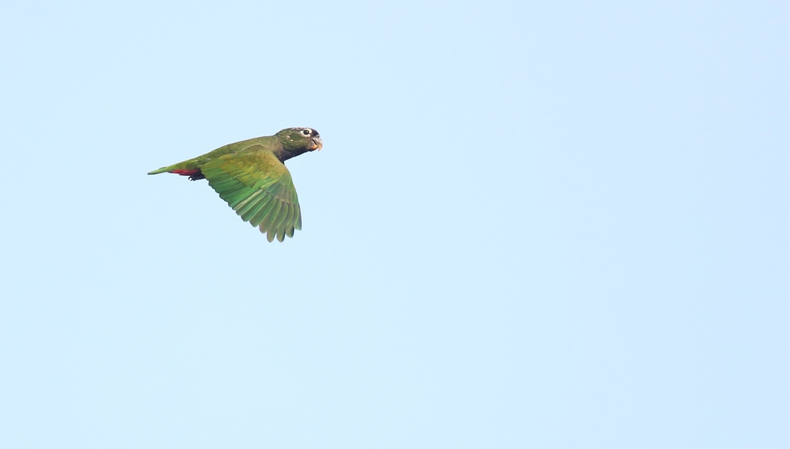 Scaly-headed Parrot - flying Scaly-headed Parrot flying over the Pixaim river. Mato Grosso,Maximilian parrot,Pantanal,Pionus maximiliani,Rio Pixaim,Southwild Pantanal Lodge