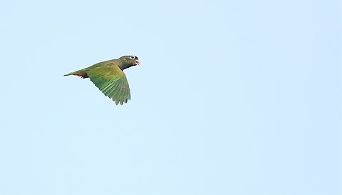 Scaly-headed Parrot - flying Scaly-headed Parrot flying over the Pixaim river. Mato Grosso,Maximilian parrot,Pantanal,Pionus maximiliani,Rio Pixaim,Southwild Pantanal Lodge
