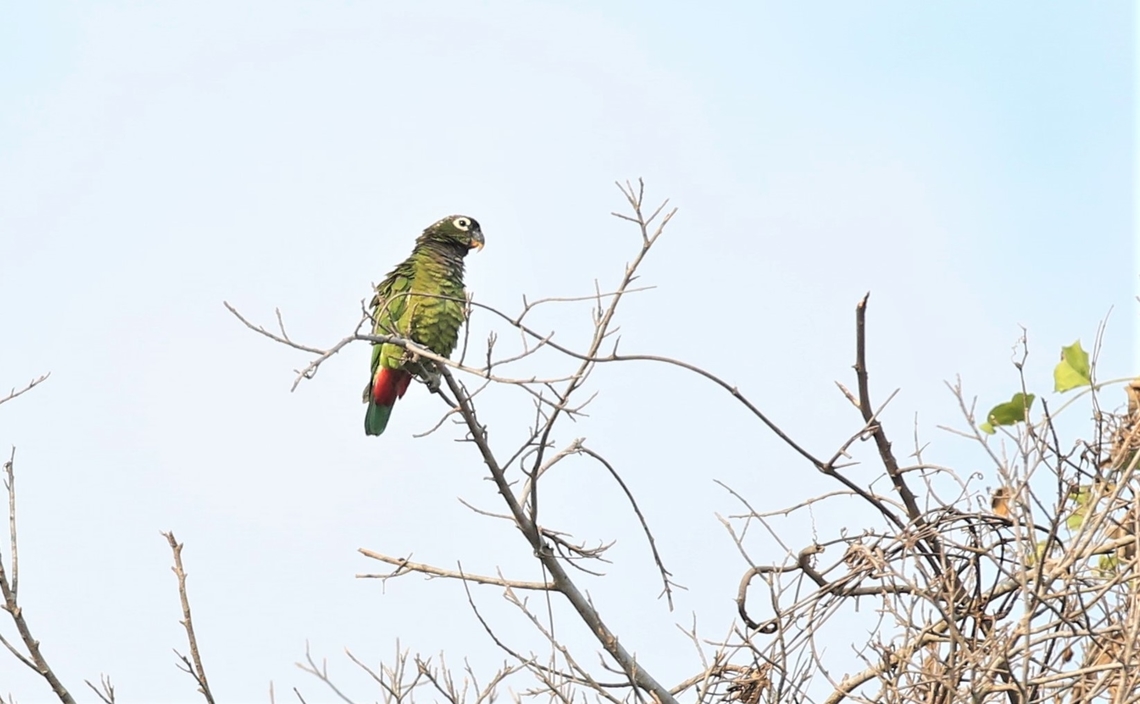 Scaly-headed Parrot Scaly-headed Parrot watching over the Pixaim river Mato Grosso,Maximilian parrot,Pantanal,Pionus maximiliani,Rio Pixaim,Southwild Pantanal Lodge
