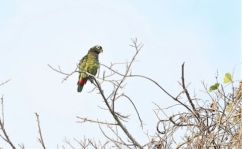 Scaly-headed Parrot Scaly-headed Parrot watching over the Pixaim river Mato Grosso,Maximilian parrot,Pantanal,Pionus maximiliani,Rio Pixaim,Southwild Pantanal Lodge