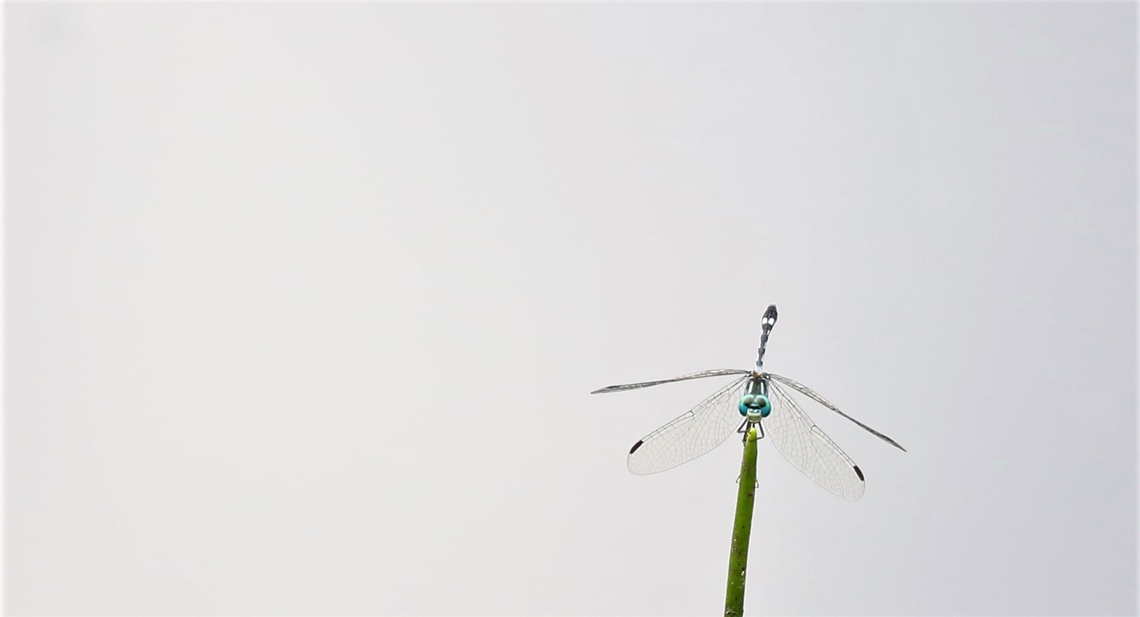 Pale-legged Dasher A delicate dragonfly Fazenda Sao Nicolau,Mato Grosso,Micrathyria tibialis,Pale-legged Dasher,Rio Juruena
