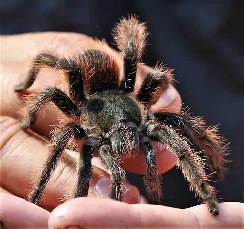 Scarlet Bird Eater This bird eater being moved out of the dining hall.  A beautiful spider. Lasiodora Klugi,Lasiodora klugi,Mato Grosso,Pantanal,Scarlet Bird Eater,Southwild Pantanal Lodge