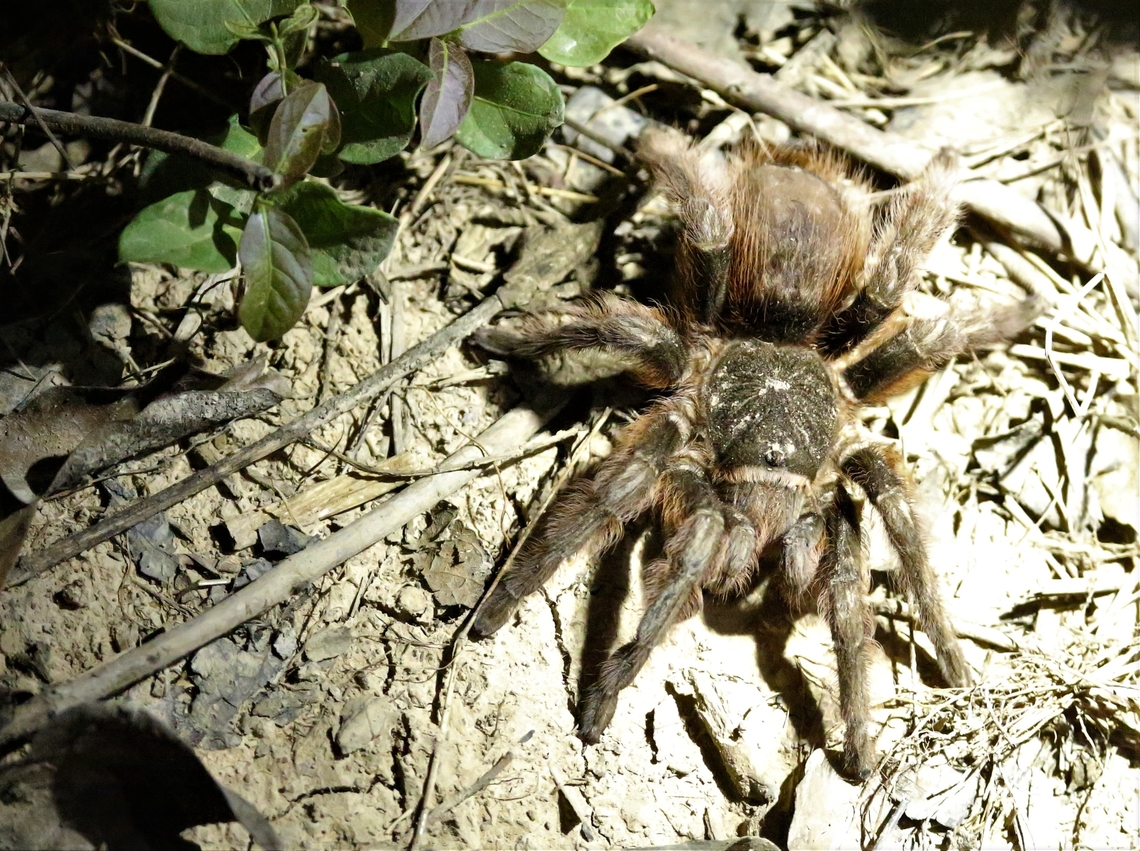 Scarlet Bird Eater Seen on a night drive, saw one later in the dining room, to follow. Lasiodora Klugi,Lasiodora klugi,Mato Grosso,Pantanal,Scarlet Bird Eater,Southwild Pantanal Lodge