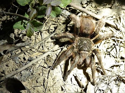 Scarlet Bird Eater Seen on a night drive, saw one later in the dining room, to follow. Lasiodora Klugi,Lasiodora klugi,Mato Grosso,Pantanal,Scarlet Bird Eater,Southwild Pantanal Lodge