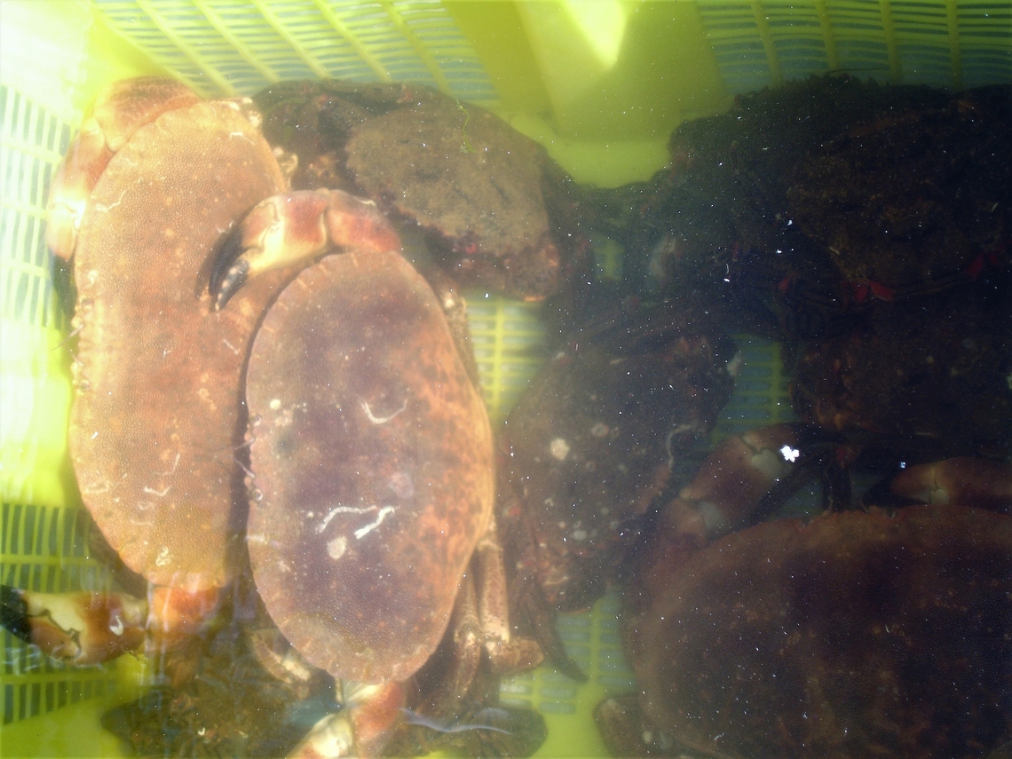 Brown or Edible Crab in a lobster pot On a small sustainable catch boat.  Fishing for Langoustines/Norwegian lobsters/Dublin Bay prawns. Badachro,Brown Crab,Cancer pagurus,Edible Crab,Loch Gairloch,Scotland,Wester Ross