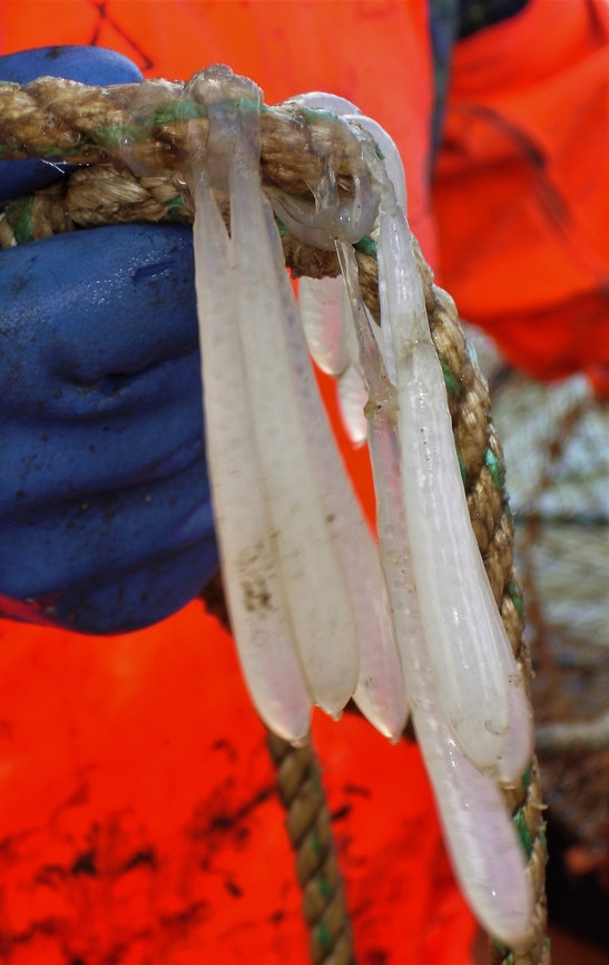 Common Squid egg strings These egg strings are found on kelp, ropes and on the sea-shore. Badachro,European squid,Loch Gairloch,Loligo vulgaris,Scotland,Wester Ross