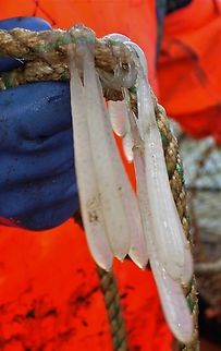 Common Squid egg strings These egg strings are found on kelp, ropes and on the sea-shore. Badachro,European squid,Loch Gairloch,Loligo vulgaris,Scotland,Wester Ross