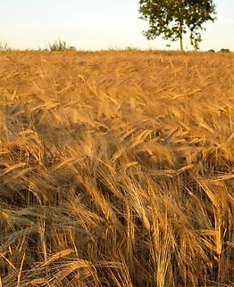 Barley-field A field of barley, almost ripe, the heads will fold over fully when fully ripe. Barley,Cumbria,Hordeum vulgare,Kings Meaburn