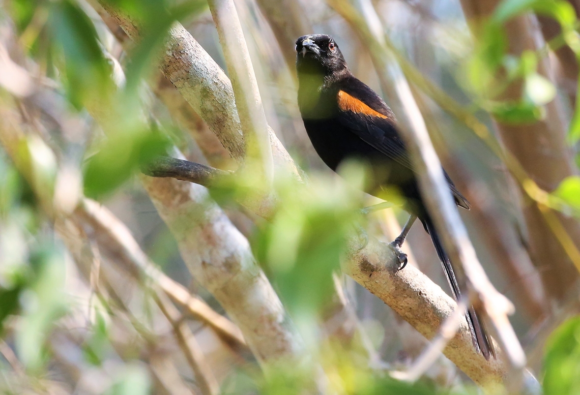 Variable Oriole I understand that the Variable &amp; the Epaulet Orioles were until recently considered to be the same species but the Variable is now seen as Icterus pyrrhopterus ssp valenciobuenoi.  Quite shy but good sun. Icterus pyrrhopterus,Mato Grosso,Pantanal,Southwild Pantanal Lodge,Variable oriole