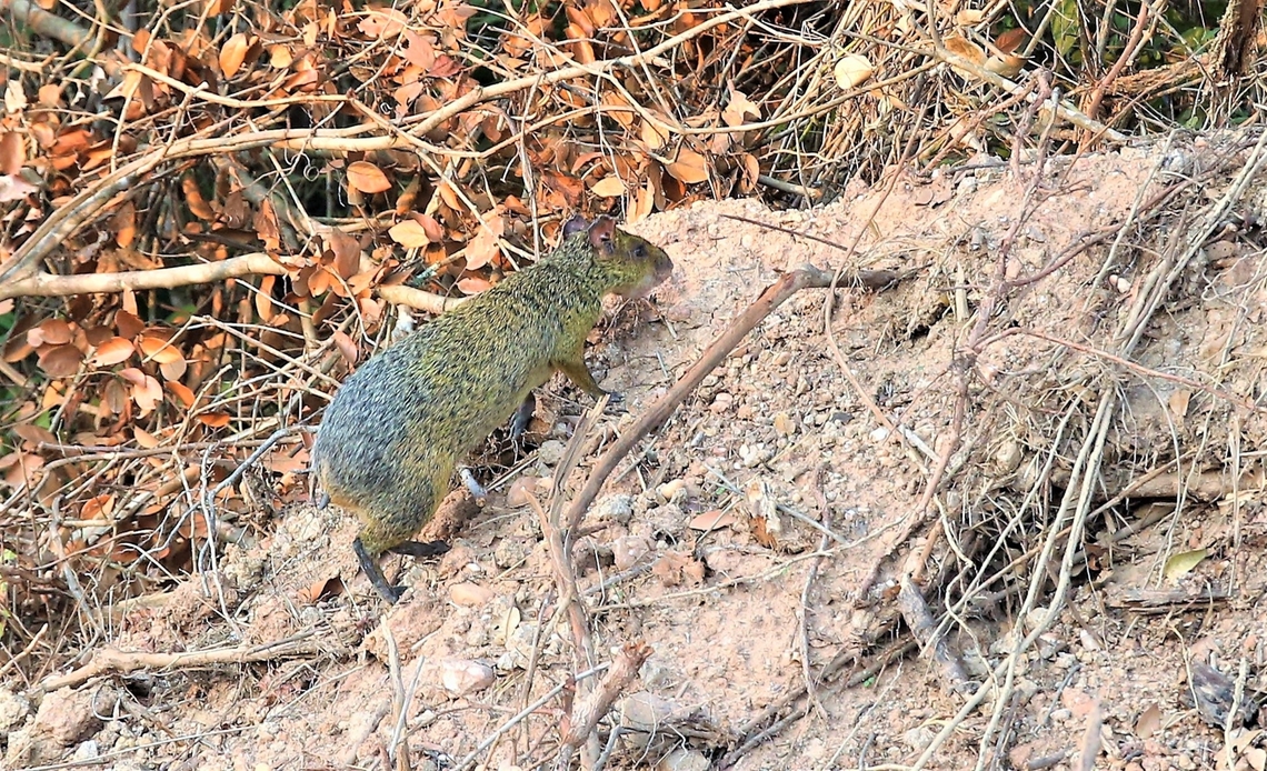 Azara's Agouti Seen late afternoon along the side of the Transpantaneira highway, where the road appeared to be, being widened?? Azaras Agouti,Dasyprocta azarae,Mato Grosso,Pantanal,Southwild Pantanal Lodge,Transpantaneira highway