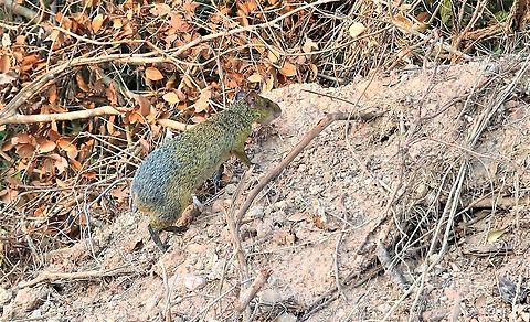 Azara's Agouti Seen late afternoon along the side of the Transpantaneira highway, where the road appeared to be, being widened?? Azaras Agouti,Dasyprocta azarae,Mato Grosso,Pantanal,Southwild Pantanal Lodge,Transpantaneira highway