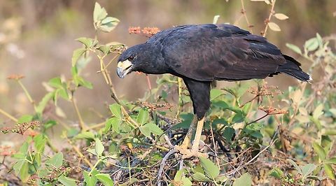 Great Black Hawk Sitting alongside the Transpantaneira Highway Buteogallus urubitinga,Great black hawk,Mato Grosso,Pantanal,Southwild Pantanal Lodge,Transpantaneira highway