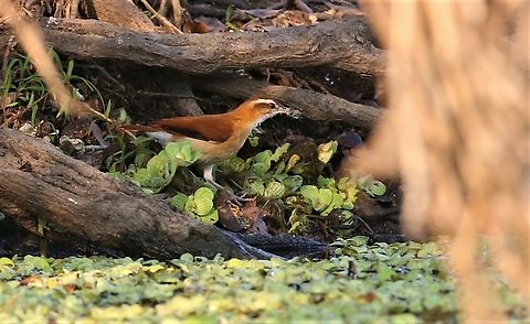 Pale-legged Hornero_ Probably the most striking of the ovenbirds. Furnarius leucopus,Mato Grosso,Pale-legged hornero,Pantanal,Southwild Pantanal Lodge