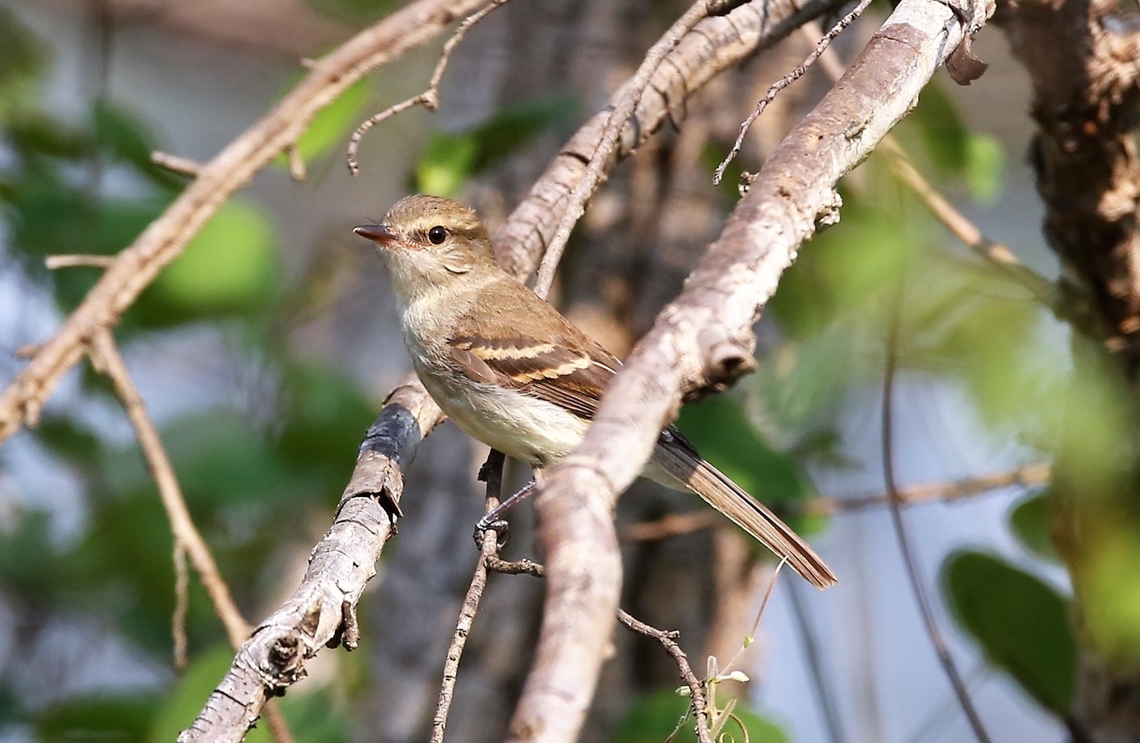 Fuscous Flycatcher At Southwild Pantanal Lodge, in the dry forest by the edge of the river. Cnemotriccus fuscatus,Fuscous flycatcher,Mato Grosso,Pantanal,Southwild Pantanal Lodge