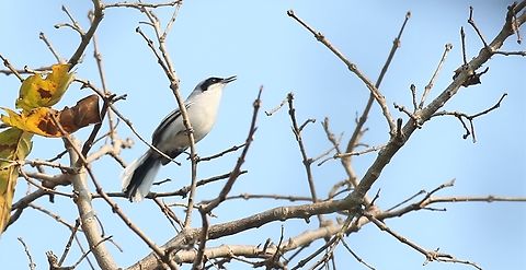 Masked Gnatcatcher In the dry forest besides the river at Southwild Pantanal Lodge. Masked gnatcatcher,Mato Grosso,Pantanal,Polioptila dumicola,Southwild Pantanal Lodge