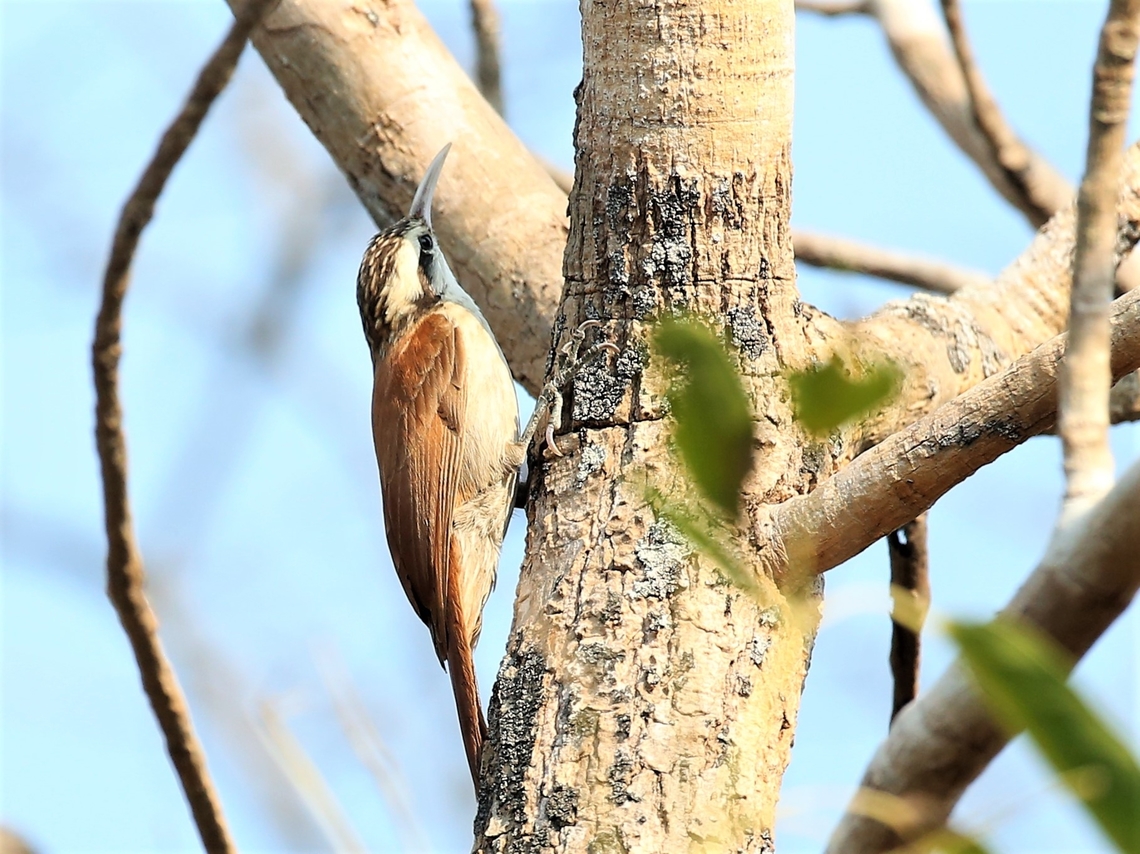 Narrow-billed Woodcreeper Another bird from the dry forest at Southwild Pantanal Lodge near the Pixaim river Lepidocolaptes angustirostris,Mato Grosso,Narrow-billed woodcreeper,Pantanal,Southwild Pantanal Lodge
