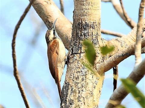 Narrow-billed Woodcreeper Another bird from the dry forest at Southwild Pantanal Lodge near the Pixaim river Lepidocolaptes angustirostris,Mato Grosso,Narrow-billed woodcreeper,Pantanal,Southwild Pantanal Lodge